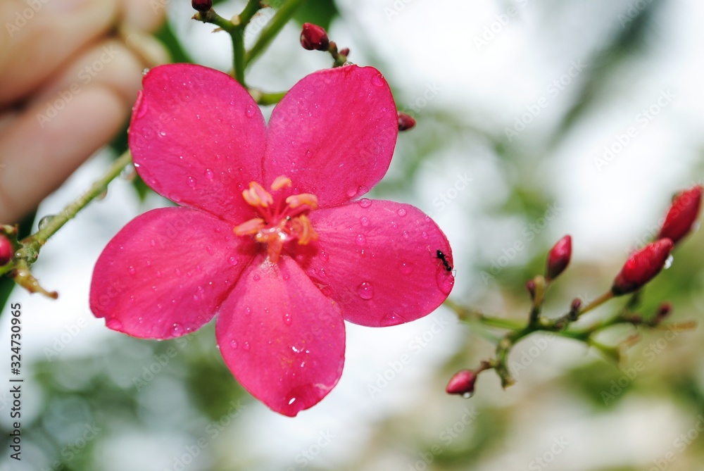 Obraz premium Front view of a drenched bright pink peregrina flower, with an ant in one petal