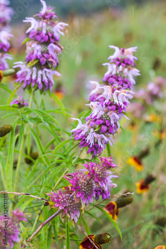 Horsemint blooming in late spring