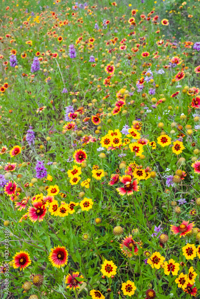 Fototapeta premium Texas wildflowers bursting in blooms on roadside