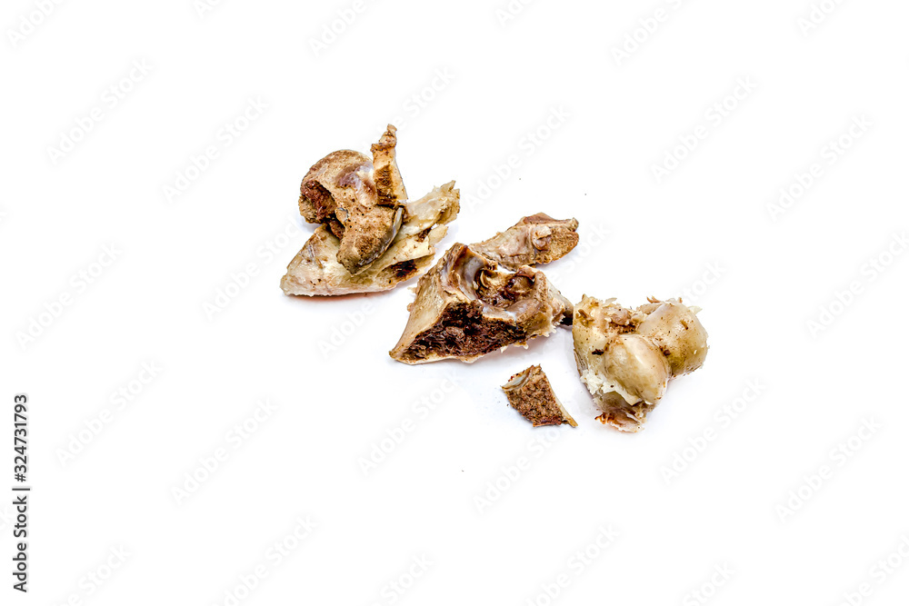 Gnawed bones of a cow on a white background. Gnawed bones of a cow on a white background.