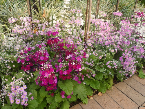 The flower garden