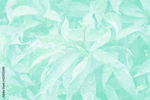 Green tropical leaves on a colored background