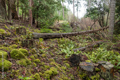 a hidden trail in the forest with rocky ground covered with mosses and a fallen tree trunk block the way