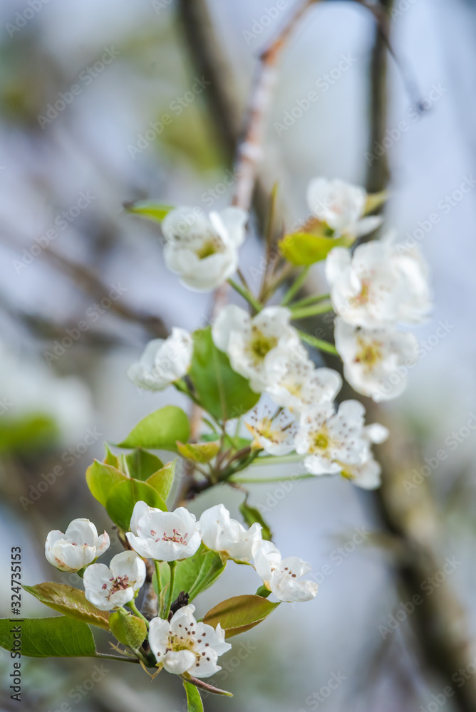 White bradford pear in full bloom White bradford pear in full bloom