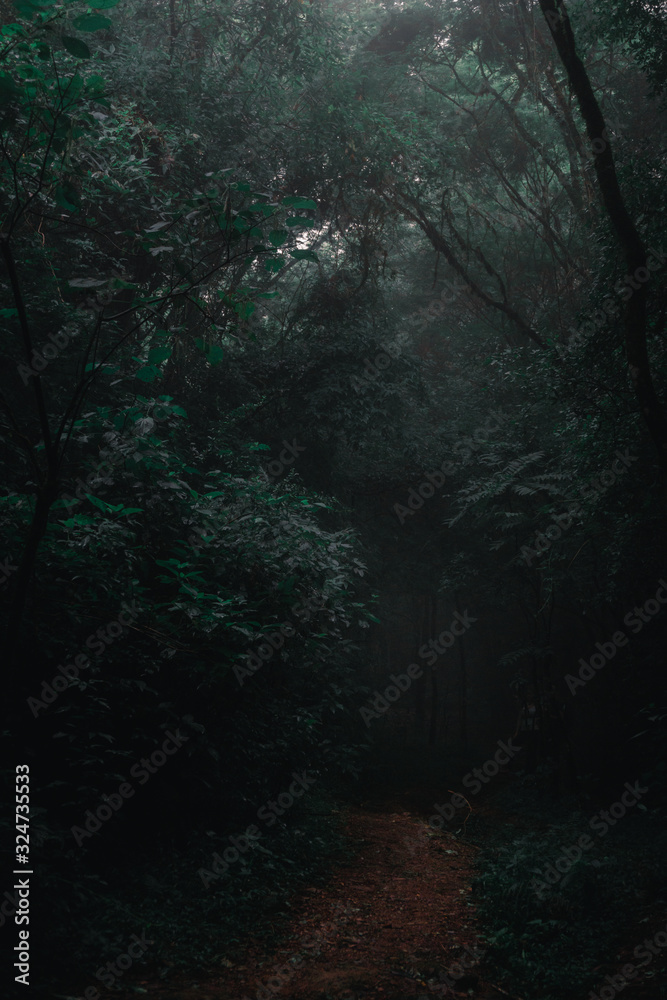 Creppy mysterious forest path with foggy atmosphere