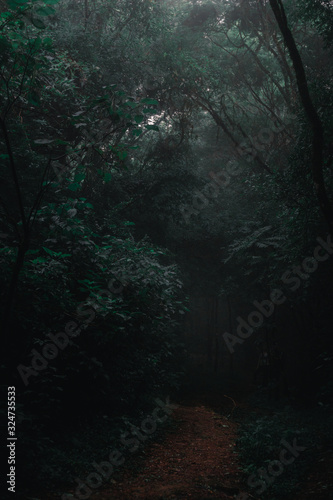 Creppy mysterious forest path with foggy atmosphere © Luciano