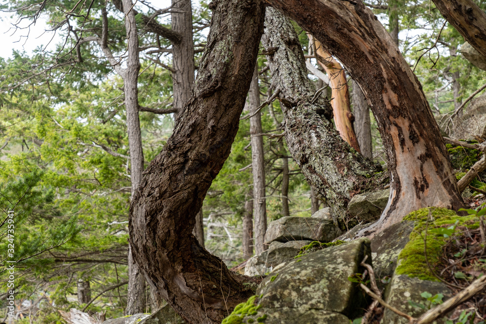Fototapeta premium twisted tree trunks on the edge of the cliff in front of the forest by the coast under cloudy weather.
