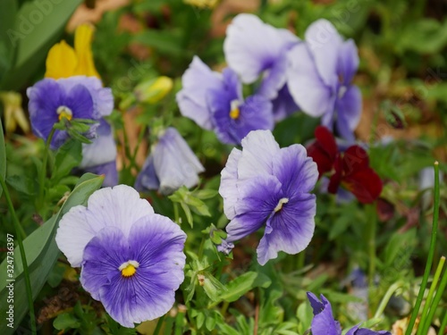 Blue pansy flowers in a garden  soft background