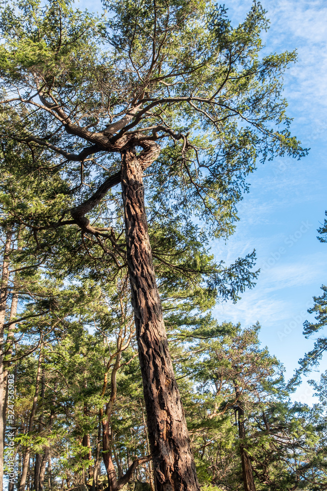 Fototapeta premium tall pine trees on the mountain top under the sun with blue sky with thin layer of cloud