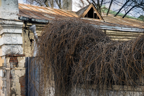 Old fence deocrated with dry plants photo