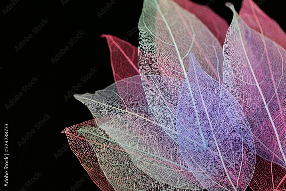 Obraz premium Skeleton leaf set on a black background. Multicolored Border of transparent Leaves. Nature leaf texture on black background