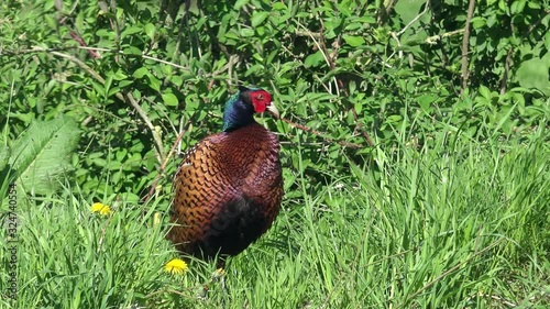 male pheasant sitting on the grassland, looking and preening feathers