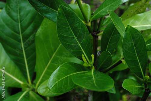 Wallpaper Mural Fresh green leaves of a plant, close up Torontodigital.ca
