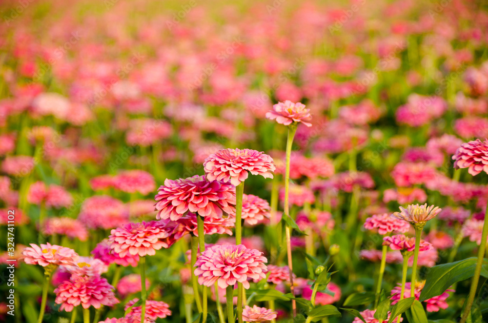 pink zinnia flower in sunny day and blur background pink zinnia flower in sunny day and blur background