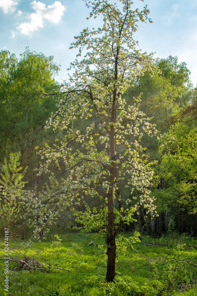 Sunlit forest edge with flowering trees. spring forest landscape Sunlit forest edge with flowering trees. spring forest landscape