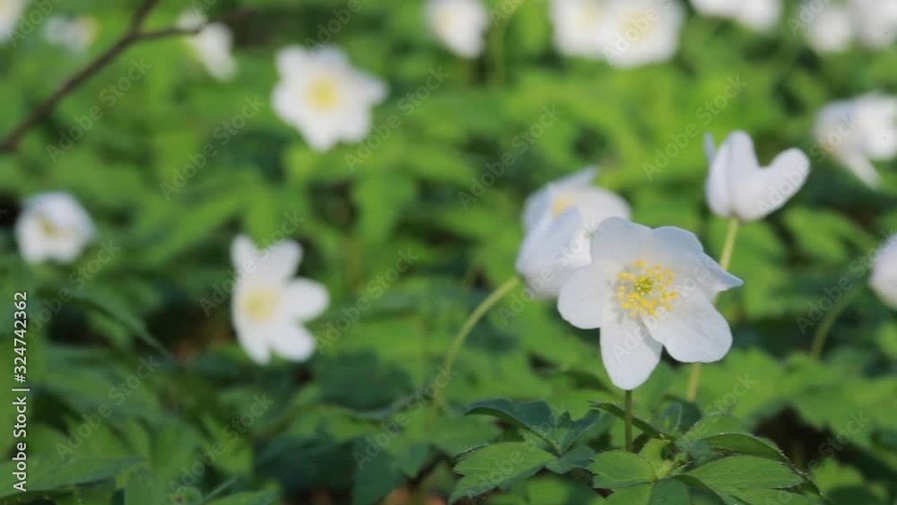 Flowers of the wood anemone in forest