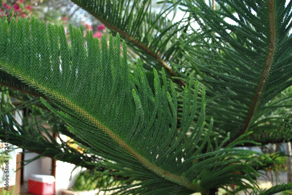 Fototapeta premium Close up of pine tree leaves, cropped shot