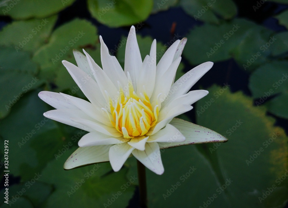Lotosblume Lotosblume
