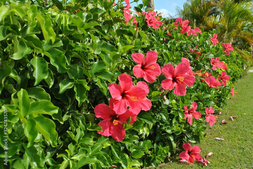 Patch of hibiscus flowers in a garden