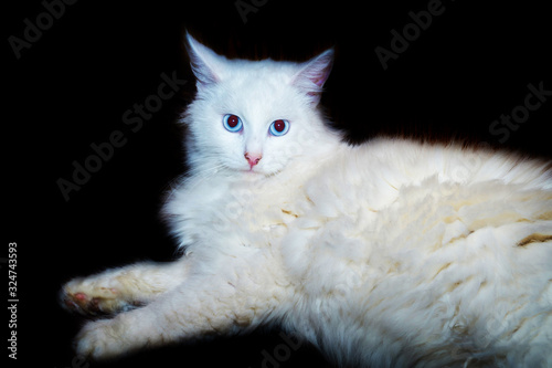 Turkish angora cat portrait