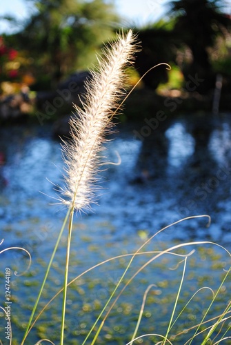 Single stalk of grass flowers in a pond