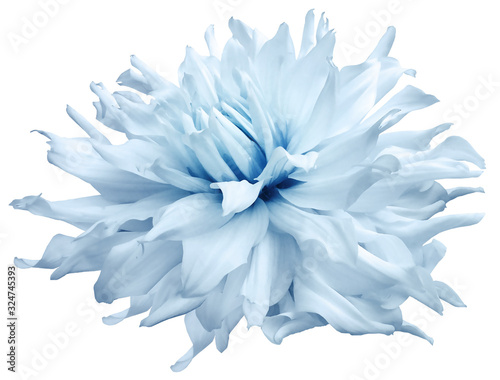 watercolor dahlia flower blue. Flower isolated on a white background. No shadows with clipping path. Close-up. Nature.