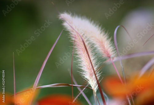 Wide shot of a purple fountain grass stalks, soft background