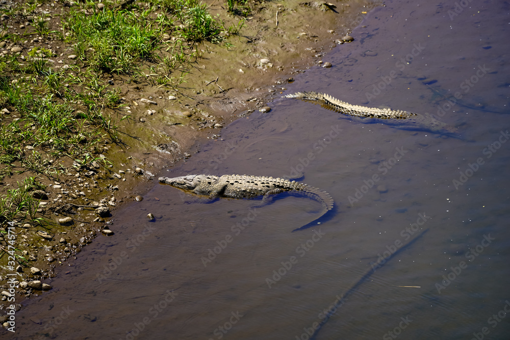 Beautiful Close up View of the Crocodiles in the Tarcoles river in Costa Rica Beautiful Close up View of the Crocodiles in the Tarcoles river in Costa Rica