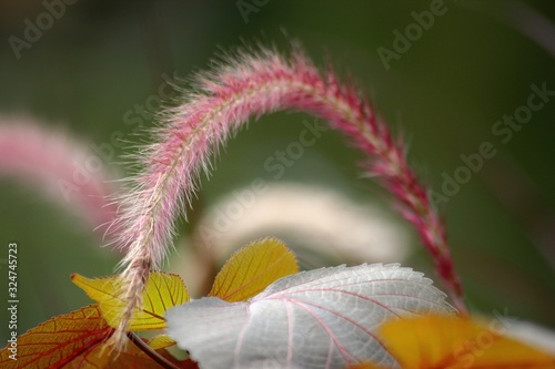 Close up of a a purple fountain grass stalk bent in an arc, soft background photo