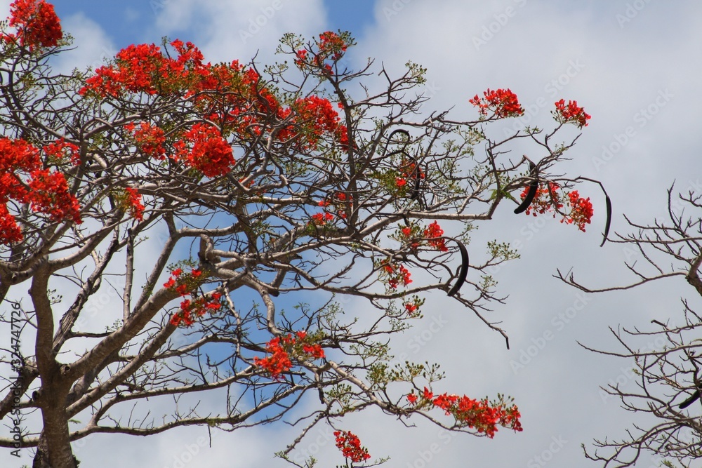 Flame tree bursting with flowers, wide view Flame tree bursting with flowers, wide view