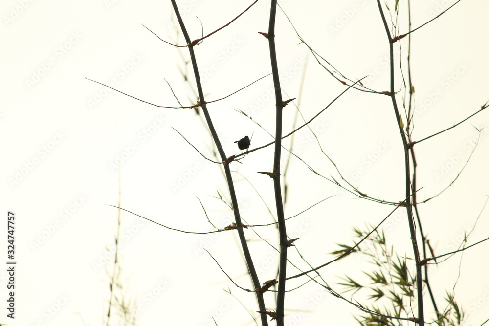 one birds sitting on the tree or tree branch on the morning with white background sky