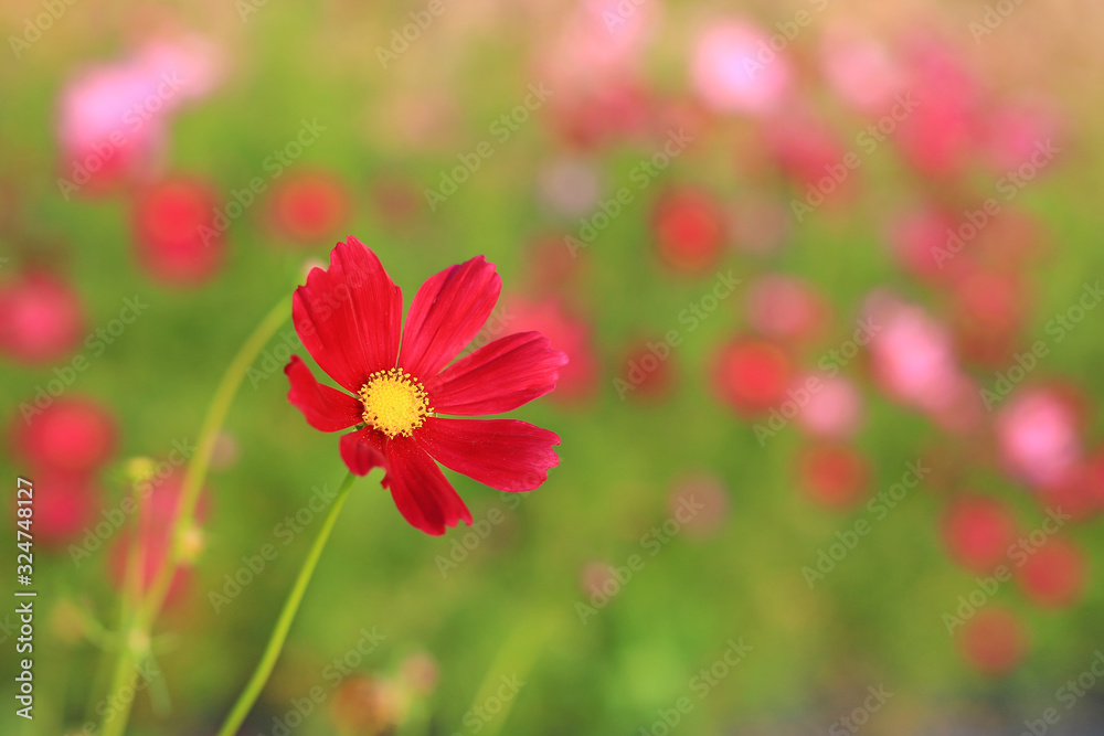 Red Cosmos flower in nature garden background. Close up shot Red Cosmos flower in nature garden background. Close up shot