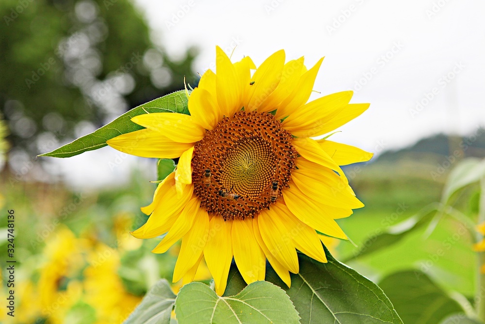 Fototapeta premium 봄꽃입니다