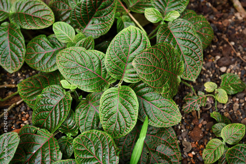 'Fittonia Gigantea' tropical Nerv plant with red veins covering ground, top view