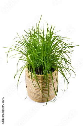 'Cyperus Zumula' or common cat grass used as a feed supplement for cat to help them throw up indigestible hair balls, isolated on white background