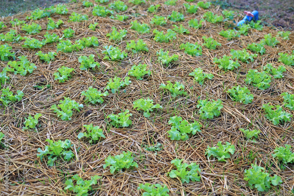Green oak lettuce plant in farm Green oak lettuce plant in farm