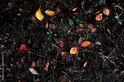 leaves © iooaaai