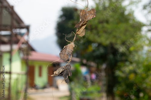 A dry leaves Clear face after blur © Praphan