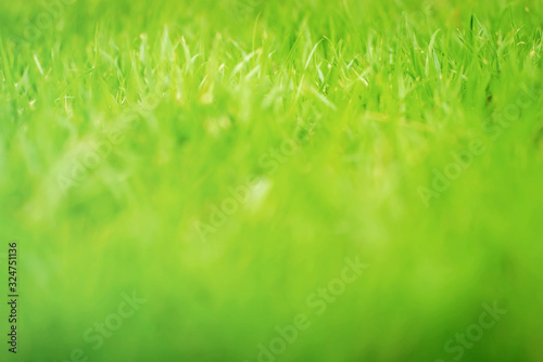 Green background by the fresh grass, Green lawn, Natural grass green blurred background.