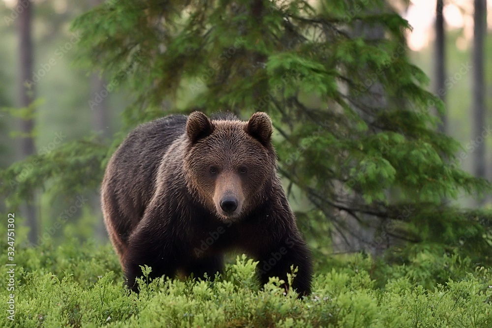 brown bear powerful pose in forest at summer