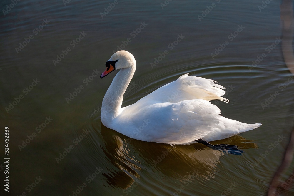 Naklejka premium profile of white swan on blue misty lake