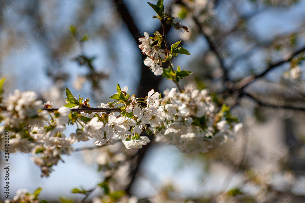 Bird cherry blossoms flowers in spring. Spring blossom flowers of bird cherry tree. Spring bird cherry tree flowers. Bird cherry tree flowers bloom in spring Bird cherry blossoms flowers in spring. Spring blossom flowers of bird cherry tree. Spring bird cherry tree flowers. Bird cherry tree flowers bloom in spring