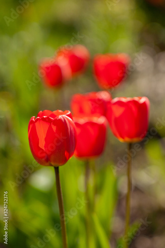 Fototapeta Naklejka Na Ścianę i Meble -  Very beautiful red tulips that grow in my garden.