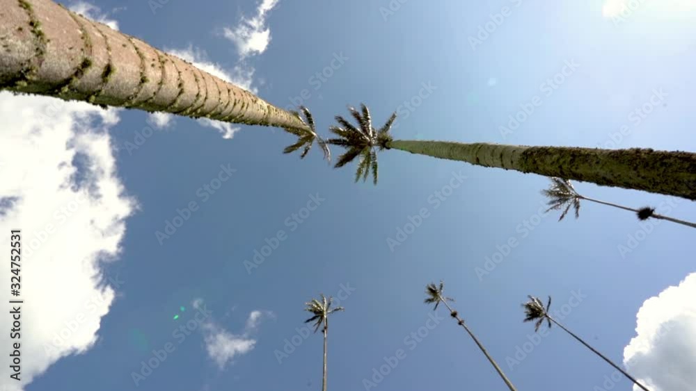 Palm trees in Cocora Valley Colombia. Really big palm trees with blue