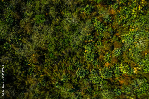 Aerial view from drone of the forest