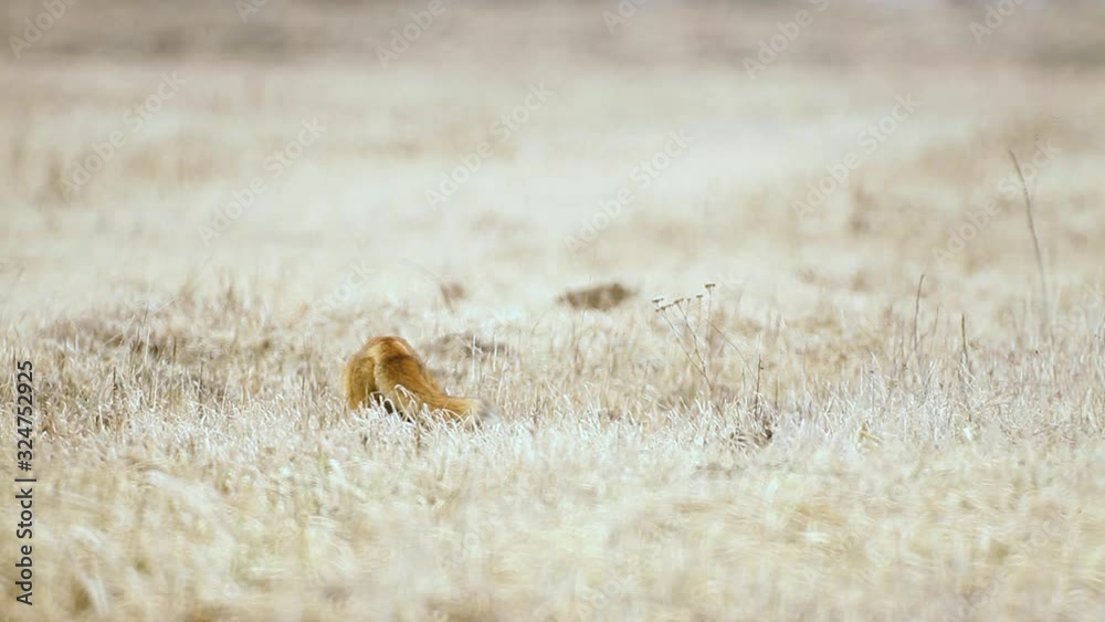 Fox is looking for food in dry grass savanna very high temperature Fox is looking for food in dry grass savanna very high temperature