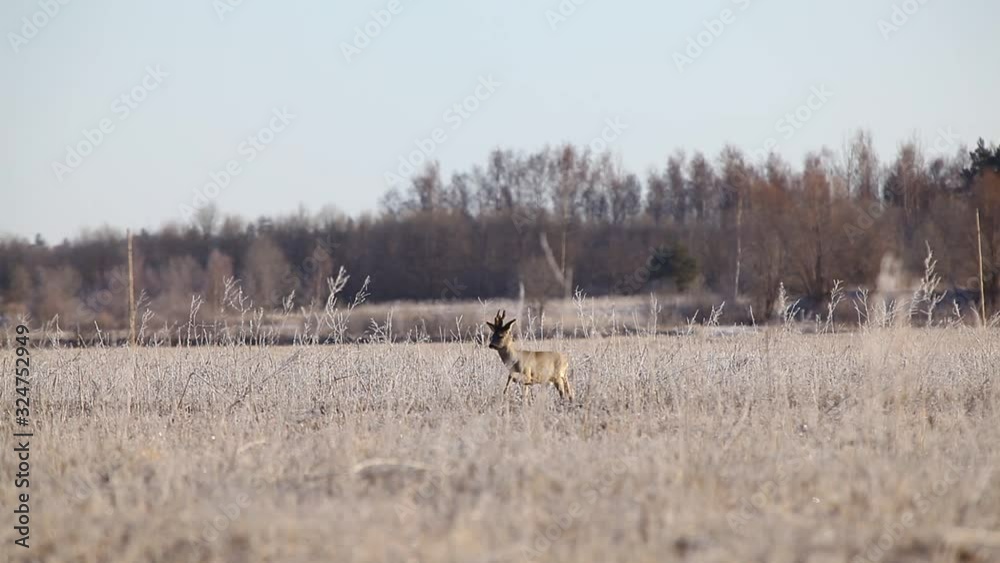 Roe deer in mating season in frosty dry grass field Roe deer in mating season in frosty dry grass field