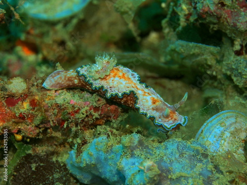 The amazing and mysterious underwater world of Indonesia, North Sulawesi, Manado, sea slug © vodolaz