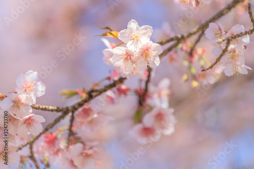 寒桜（カンザクラ）