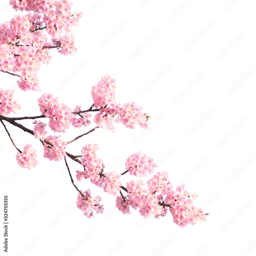 Naklejka premium Branch of the blossoming sakura with pink flowers